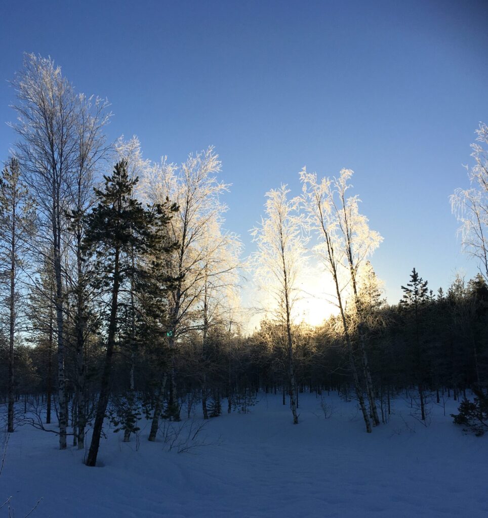 Aufgehende Sonne hinter vereisten Bäumen