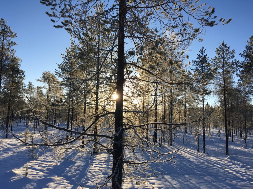 Sonne zwischen den Ästen einer verschneiten Kiefer